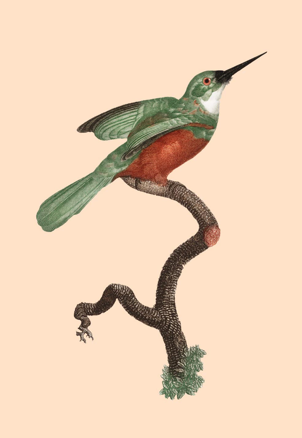 Bild eines Vogels auf einem Ast