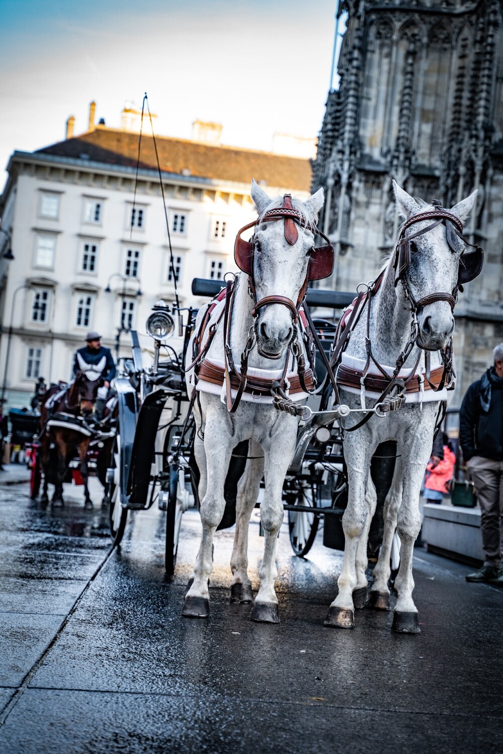 Fiakerpferde warten vor dem Wiener Stephansdom.